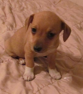 Dingo