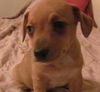 Dingo