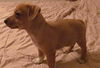Dingo