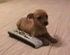 Widget