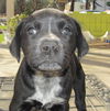 Sofie