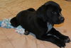 Sofie