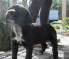Sofie