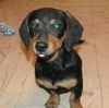 Otto
