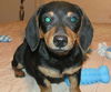 Otto