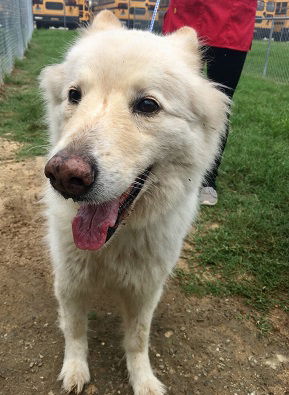 Cheyenne