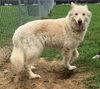 Cheyenne