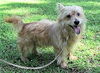 Scottie