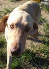 Tucker aka Durrell
