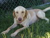 Tucker aka Durrell