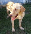 Tucker aka Durrell