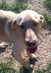 Tucker aka Durrell