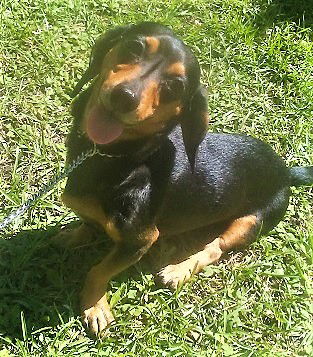 Doobie