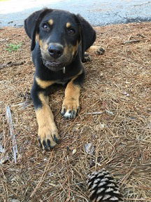Puppy Zoey