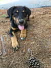 Puppy Zoey