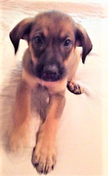 Samson