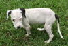Marcie