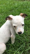 Molly