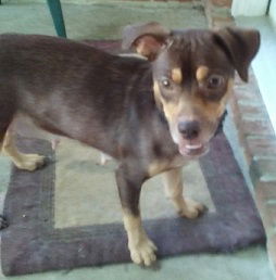 Mazie