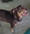Mazie