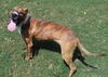 Sparky