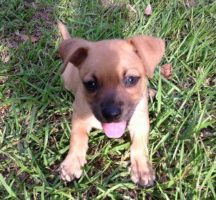 Bruno