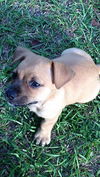 Bruno