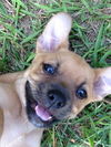 Bruno