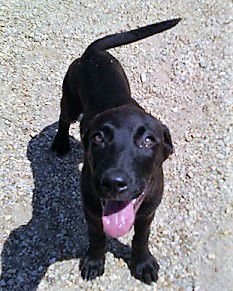 Tootsie