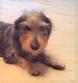 Muffy