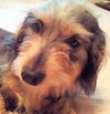 Muffy