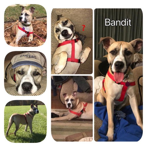 Bandit