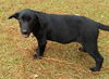 Holly