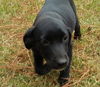 Holly