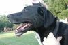 Angel-URGENT NEED