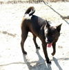Corkie