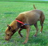 Muttley