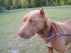 Muttley