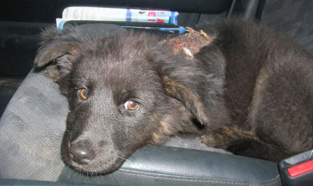 Josie-Burned Puppy
