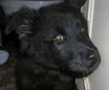 Josie-Burned Puppy