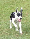 Junior