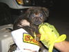 Scrappy!