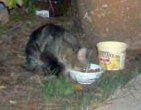 Sweet Pea *Sponsor