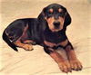 Morris