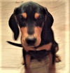 Morris