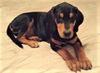 Morris