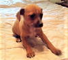 Dixie