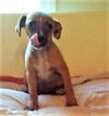 Dixie