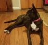 Trudy