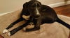 Trudy